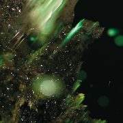 DVD/Blu-ray-Review: Abraham - Idsungwüssä